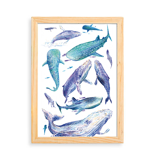 TIBURÓN BALLENA Y BALLENA JOROBADA